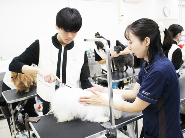 学校のモデル犬とトリミング実習♪